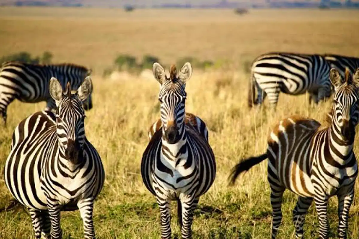 Budget Ngorongoro Crater Safari