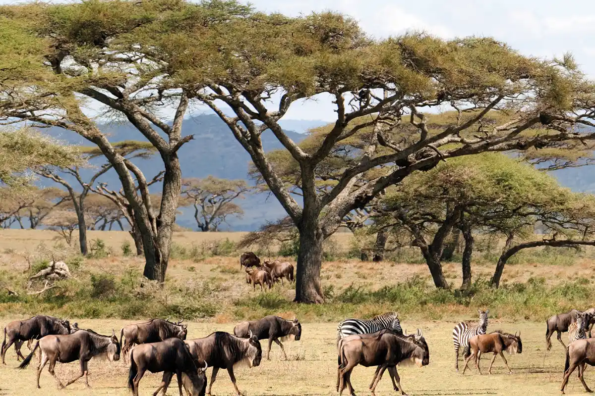 Great Migration Tour Tanzania - Great Show on Earth