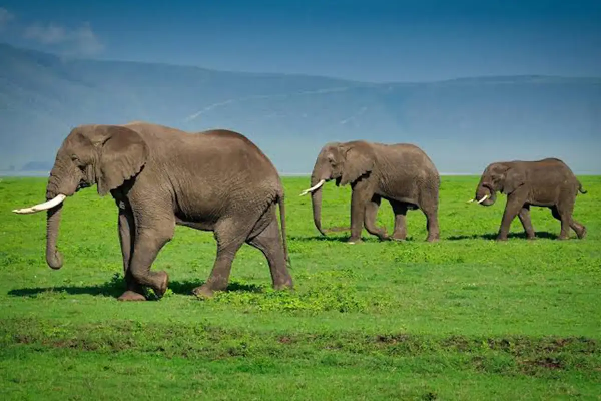 Last Minute Safari Deals