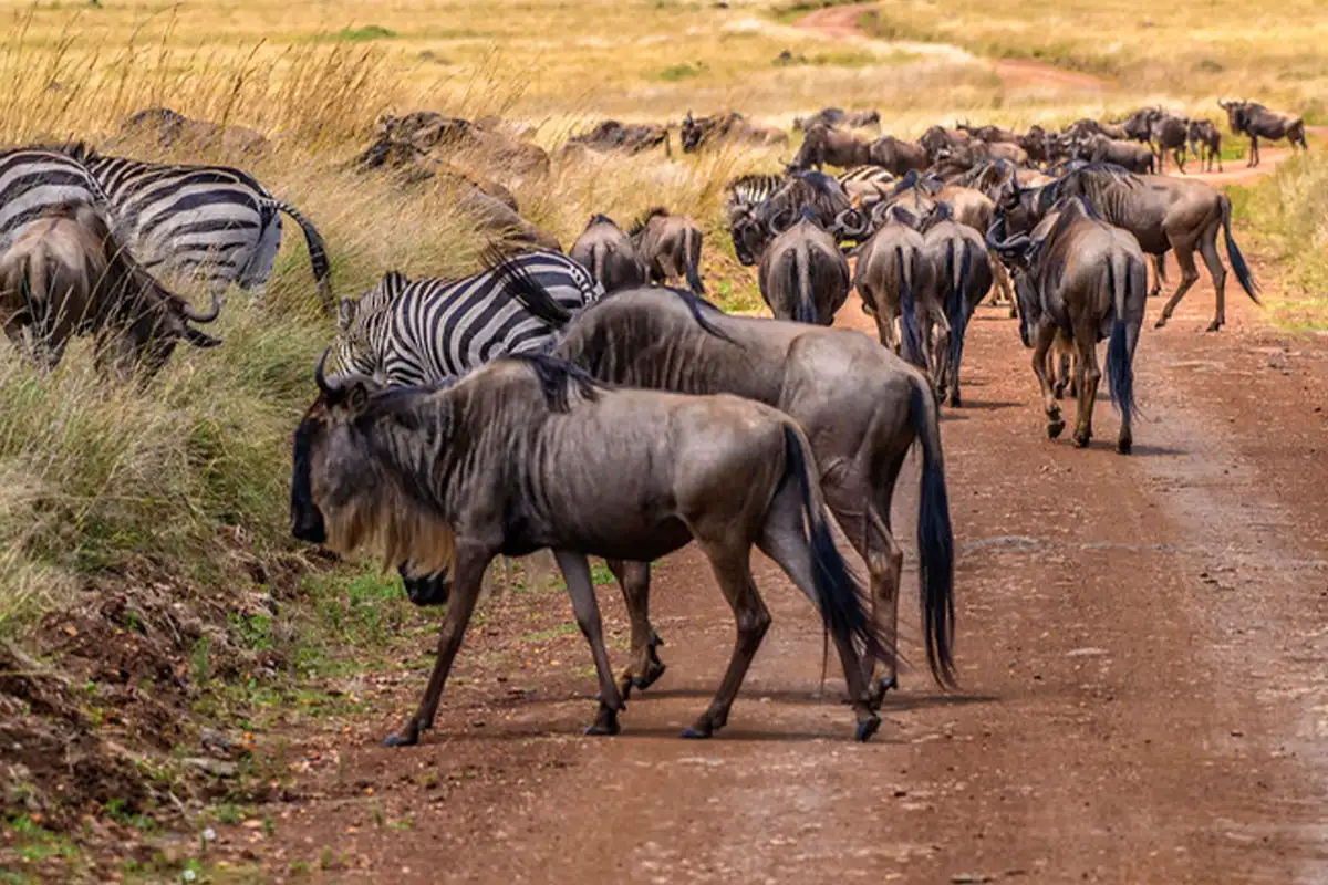 Luxury Great Migration Safari