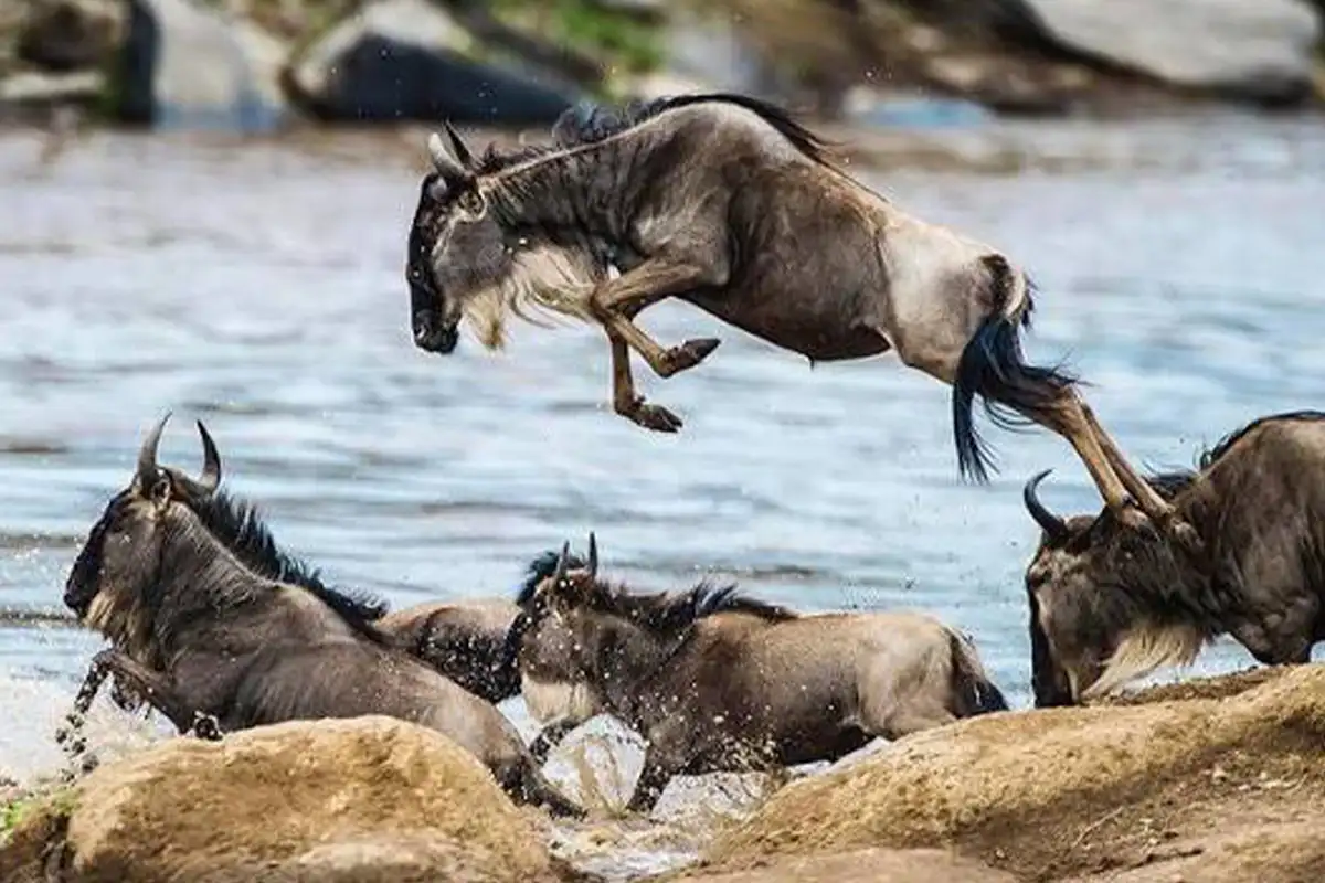 Mara River Crossing Safari July-October