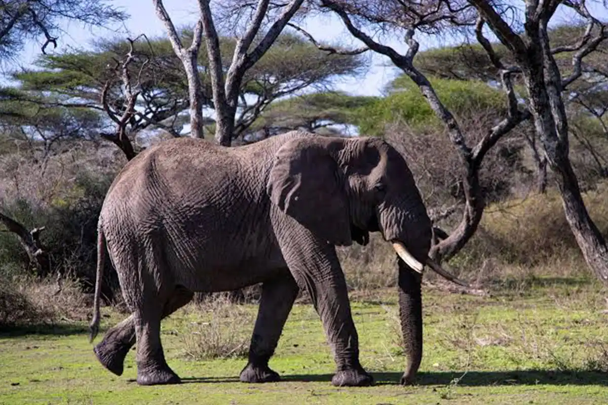 Northern Serengeti Migration Safari