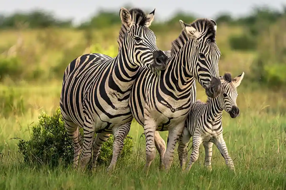 Serengeti Calving Season Safari Ndutu