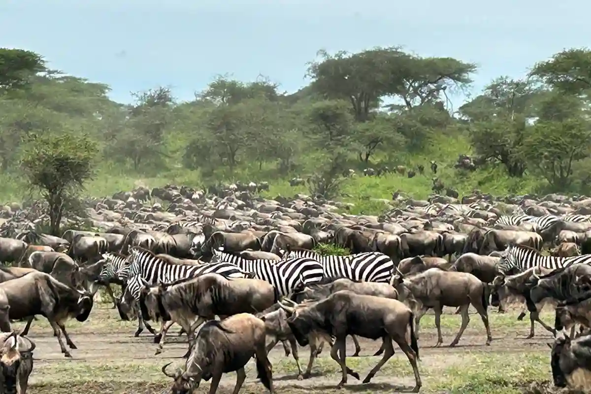Serengeti Migration Camping Safari