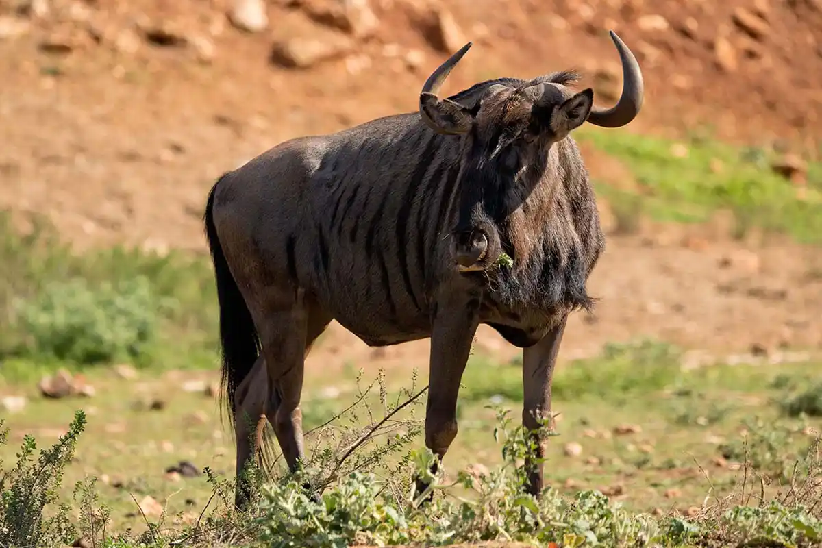 Serengeti Migration Tour Packages