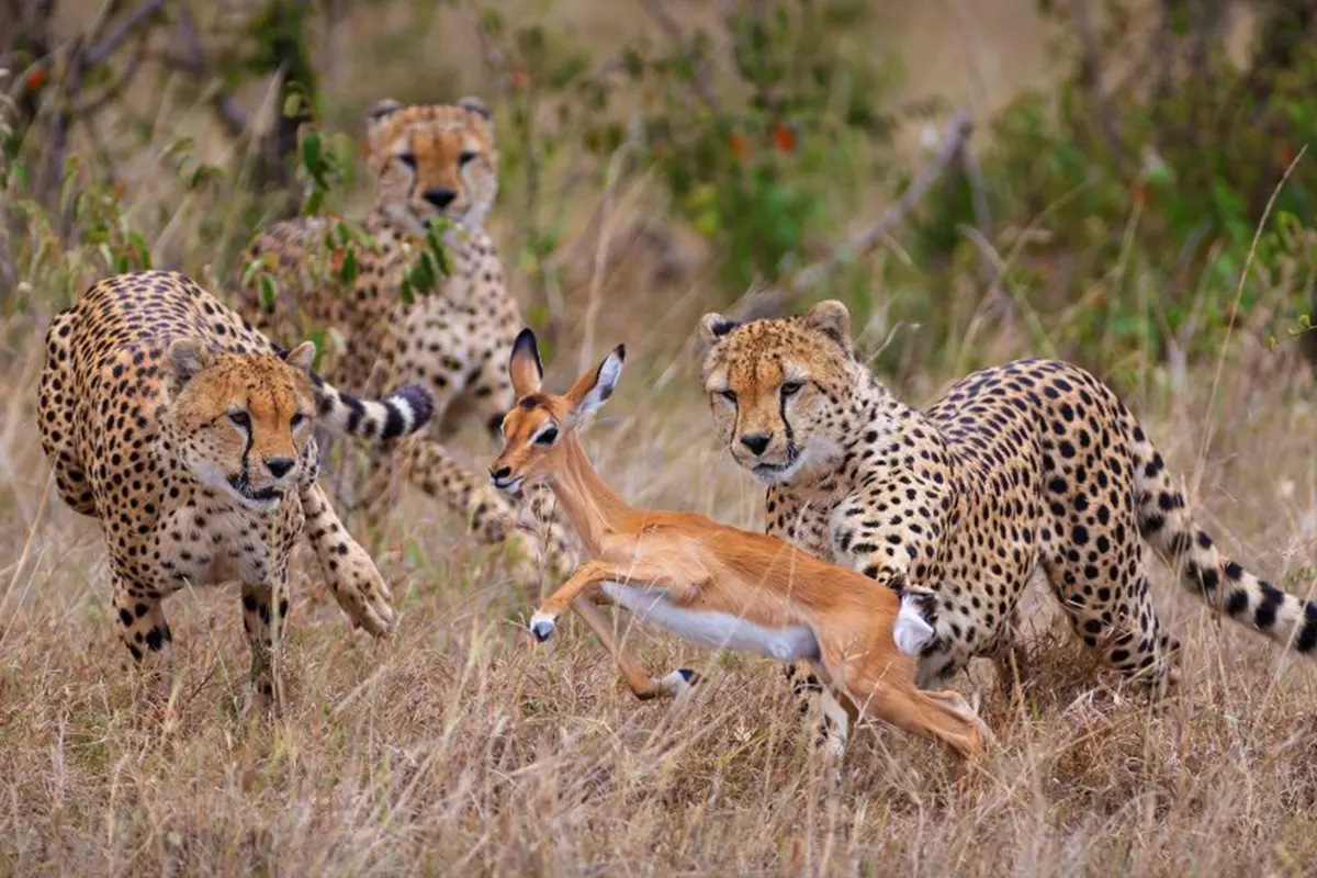 Tanzania Group Joining Safari