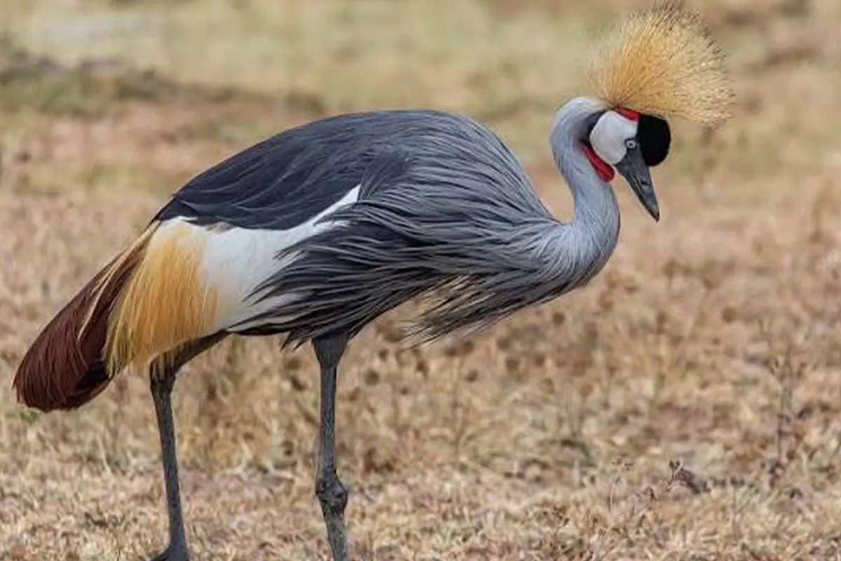 Tanzania Safari Cost from Arusha