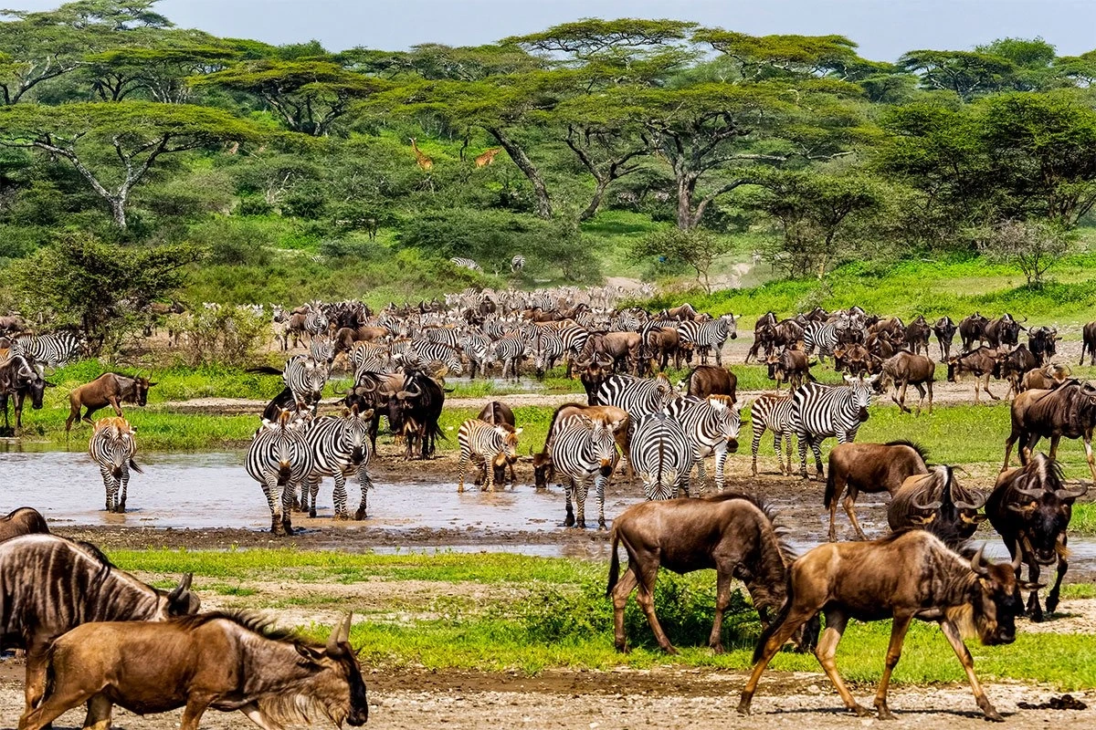 Great Migration Safari